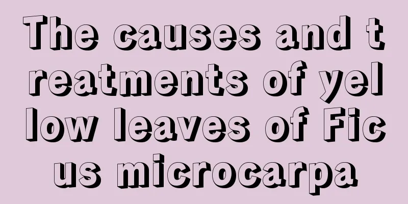 The causes and treatments of yellow leaves of Ficus microcarpa