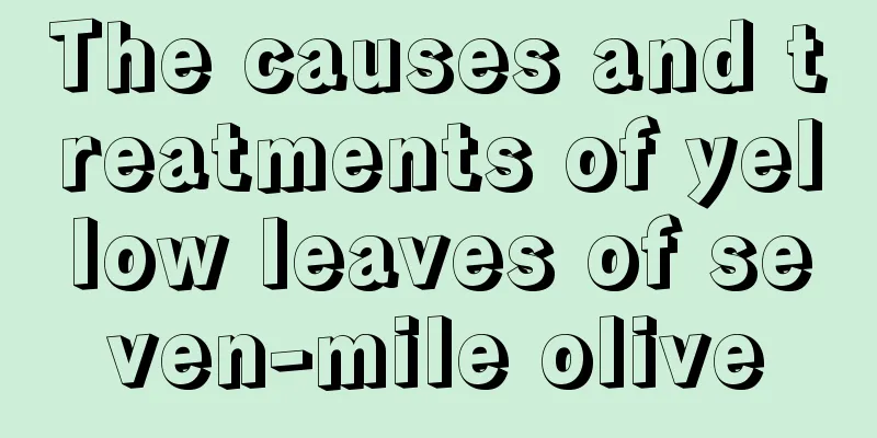 The causes and treatments of yellow leaves of seven-mile olive