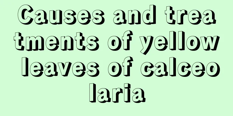 Causes and treatments of yellow leaves of calceolaria