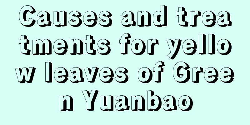 Causes and treatments for yellow leaves of Green Yuanbao