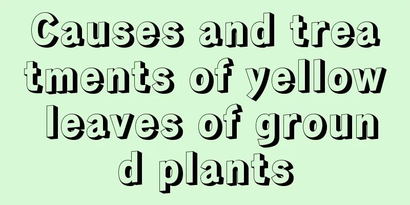 Causes and treatments of yellow leaves of ground plants