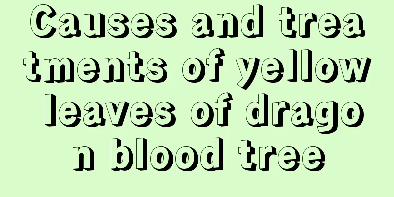 Causes and treatments of yellow leaves of dragon blood tree