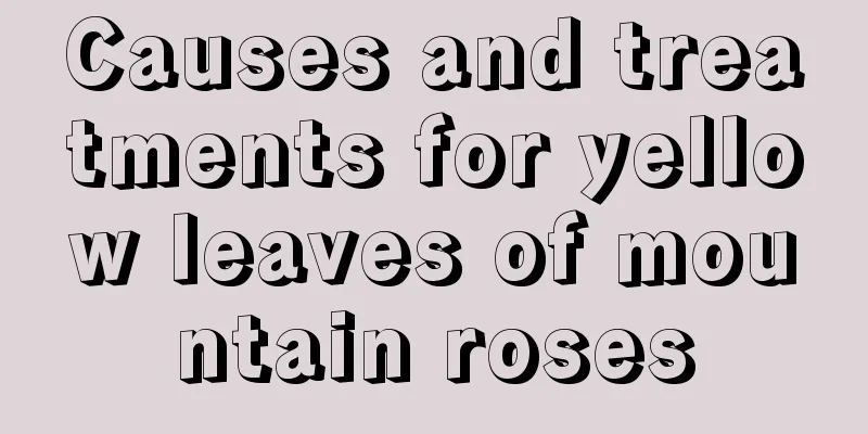 Causes and treatments for yellow leaves of mountain roses