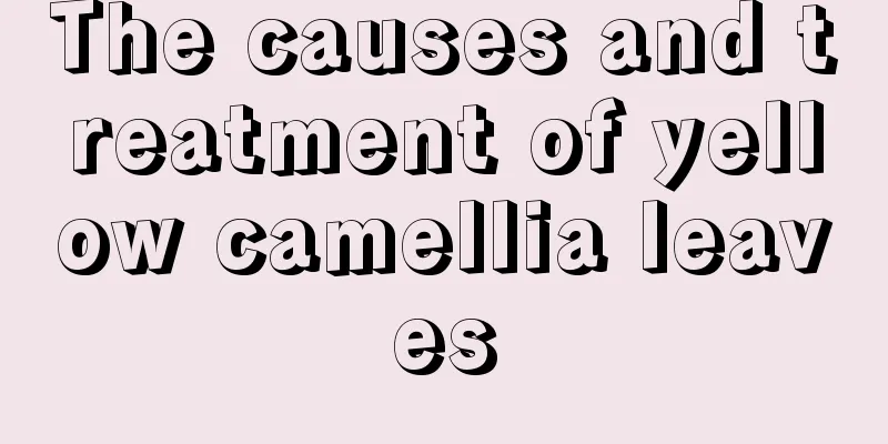 The causes and treatment of yellow camellia leaves