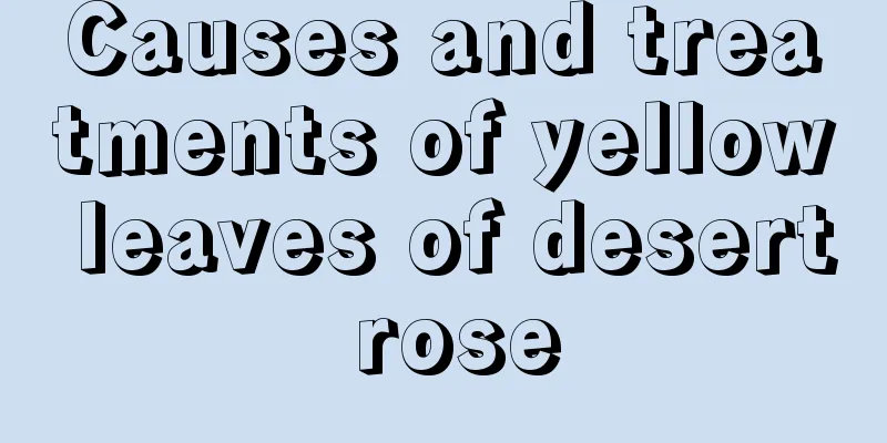 Causes and treatments of yellow leaves of desert rose