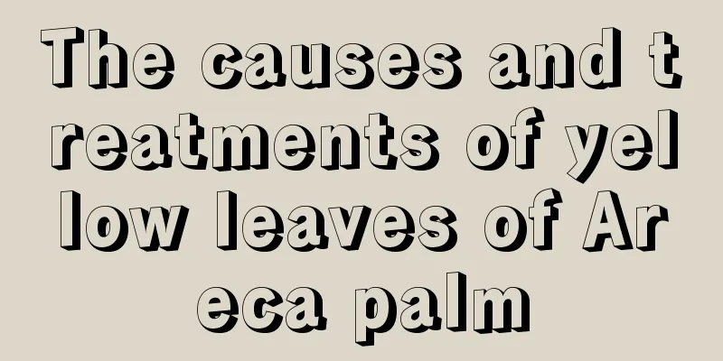 The causes and treatments of yellow leaves of Areca palm