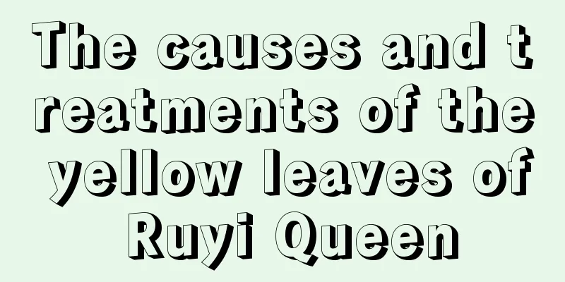 The causes and treatments of the yellow leaves of Ruyi Queen