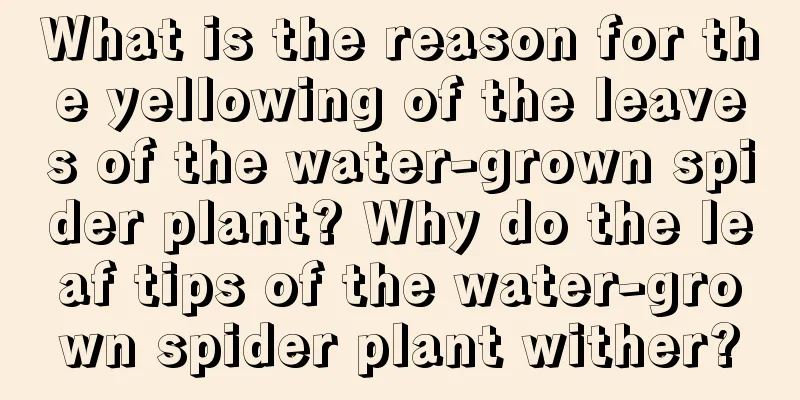 What is the reason for the yellowing of the leaves of the water-grown spider plant? Why do the leaf tips of the water-grown spider plant wither?