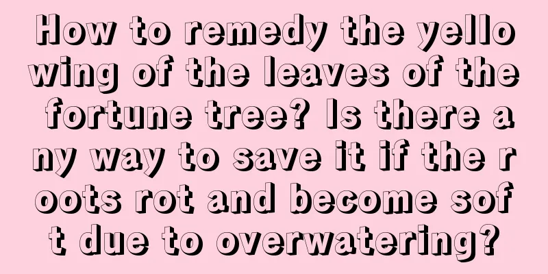 How to remedy the yellowing of the leaves of the fortune tree? Is there any way to save it if the roots rot and become soft due to overwatering?