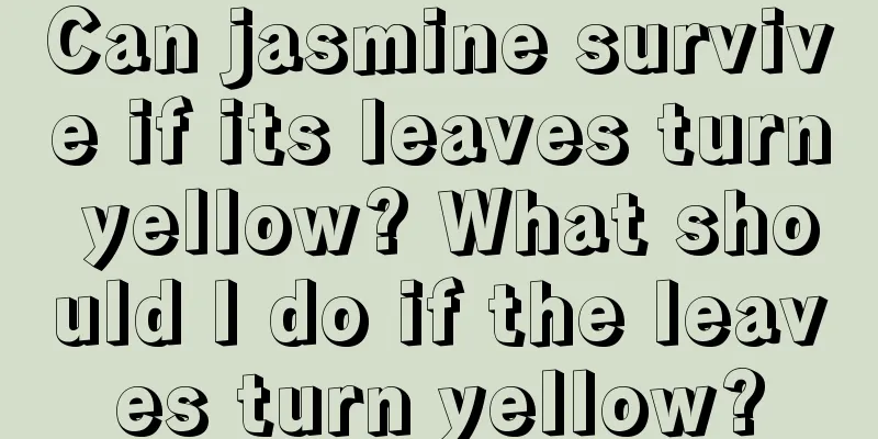 Can jasmine survive if its leaves turn yellow? What should I do if the leaves turn yellow?