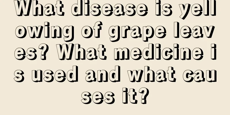 What disease is yellowing of grape leaves? What medicine is used and what causes it?