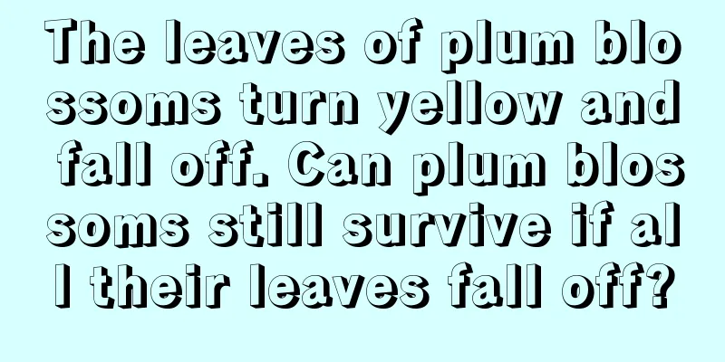 The leaves of plum blossoms turn yellow and fall off. Can plum blossoms still survive if all their leaves fall off?