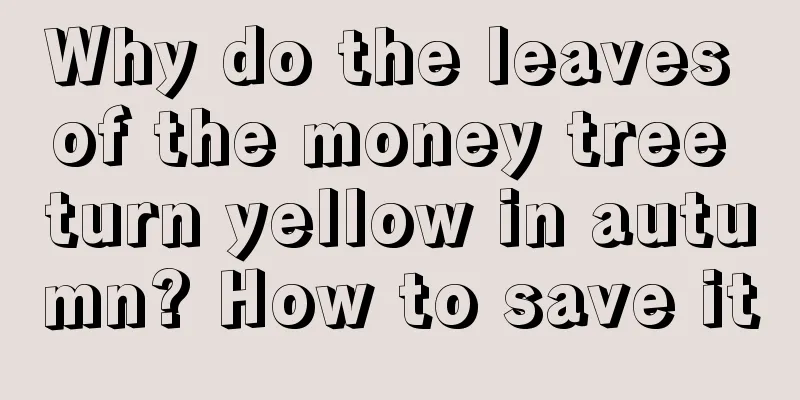 Why do the leaves of the money tree turn yellow in autumn? How to save it