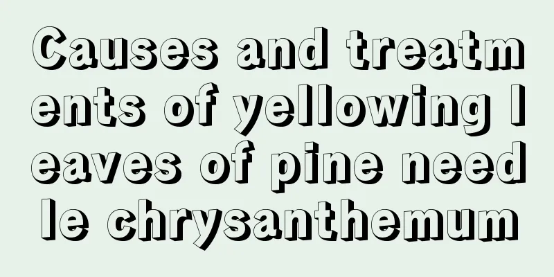 Causes and treatments of yellowing leaves of pine needle chrysanthemum