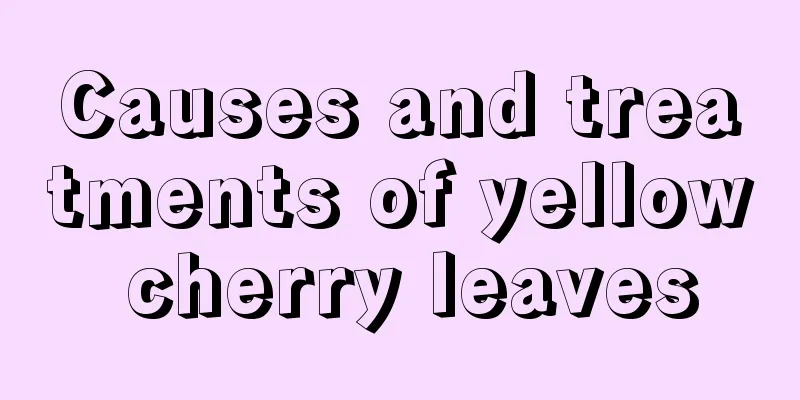 Causes and treatments of yellow cherry leaves