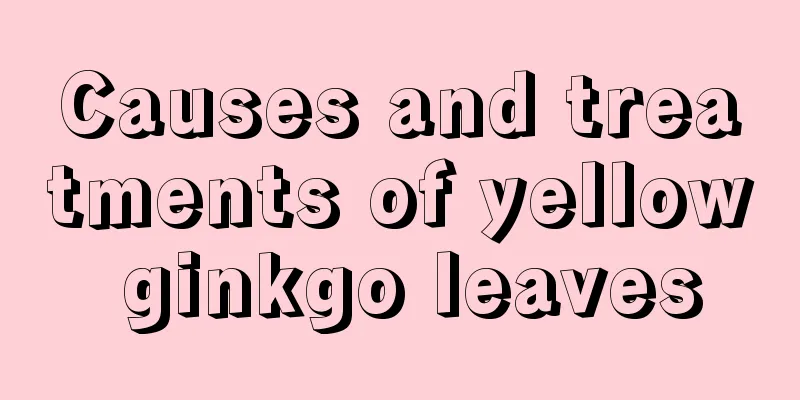 Causes and treatments of yellow ginkgo leaves