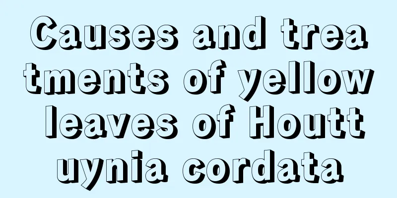 Causes and treatments of yellow leaves of Houttuynia cordata