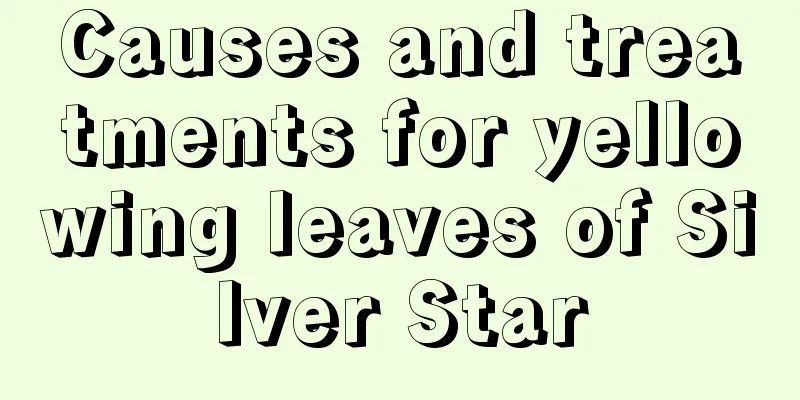 Causes and treatments for yellowing leaves of Silver Star