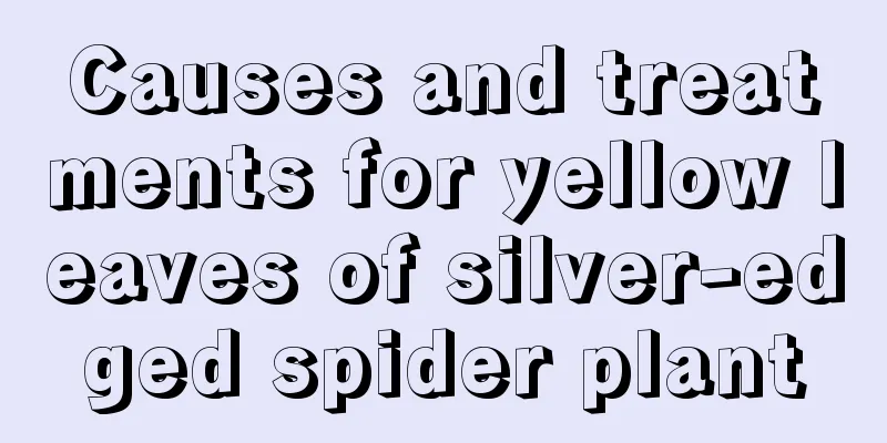 Causes and treatments for yellow leaves of silver-edged spider plant