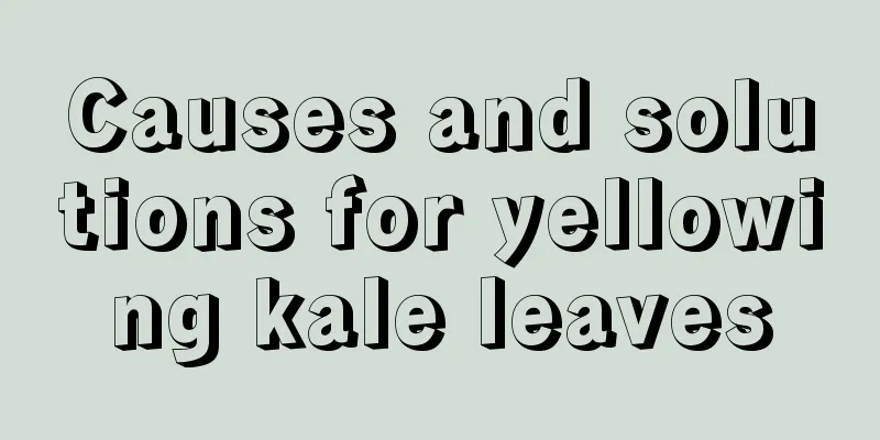 Causes and solutions for yellowing kale leaves