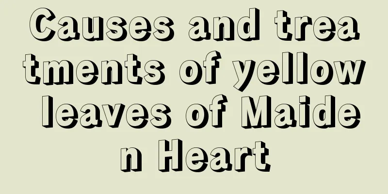 Causes and treatments of yellow leaves of Maiden Heart