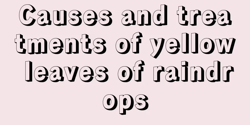 Causes and treatments of yellow leaves of raindrops