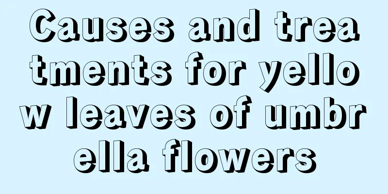 Causes and treatments for yellow leaves of umbrella flowers