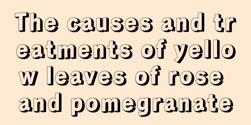 The causes and treatments of yellow leaves of rose and pomegranate