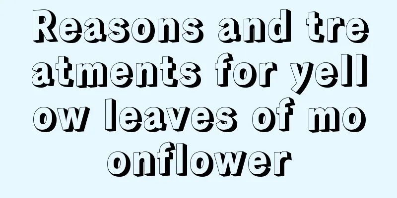 Reasons and treatments for yellow leaves of moonflower