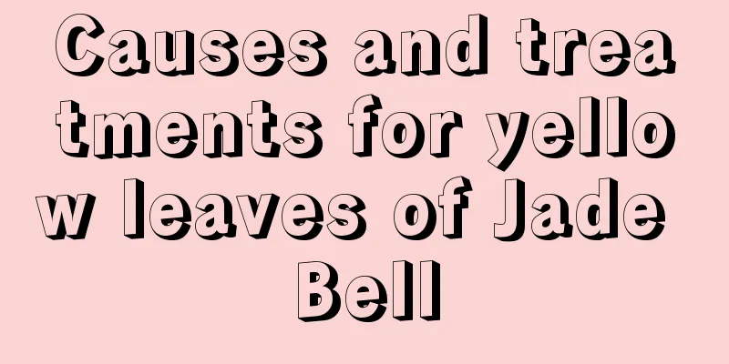 Causes and treatments for yellow leaves of Jade Bell