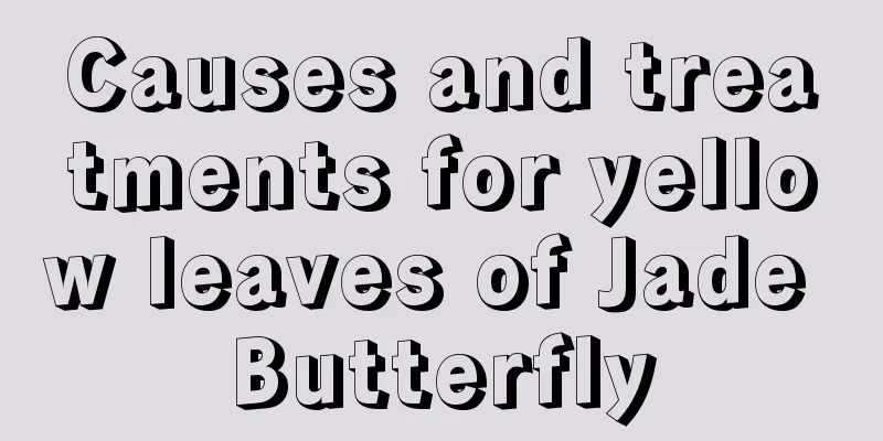 Causes and treatments for yellow leaves of Jade Butterfly