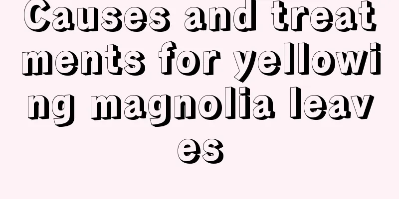 Causes and treatments for yellowing magnolia leaves