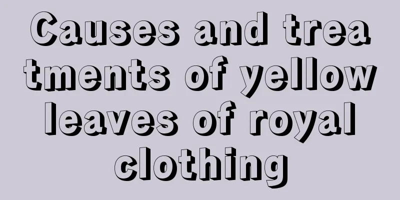 Causes and treatments of yellow leaves of royal clothing