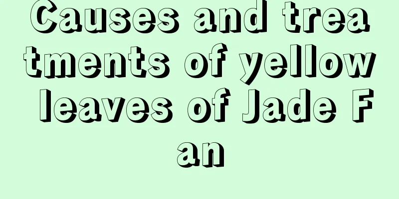 Causes and treatments of yellow leaves of Jade Fan