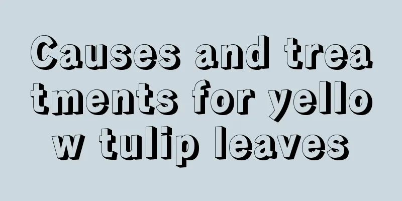 Causes and treatments for yellow tulip leaves