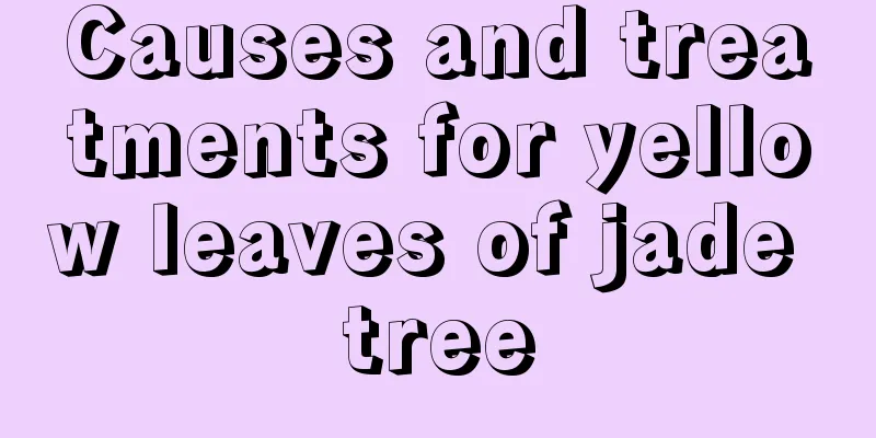 Causes and treatments for yellow leaves of jade tree