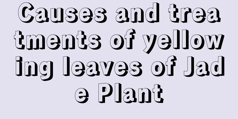 Causes and treatments of yellowing leaves of Jade Plant