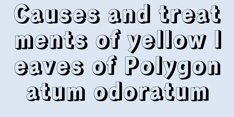 Causes and treatments of yellow leaves of Polygonatum odoratum