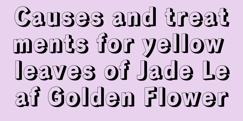 Causes and treatments for yellow leaves of Jade Leaf Golden Flower