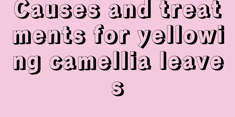 Causes and treatments for yellowing camellia leaves