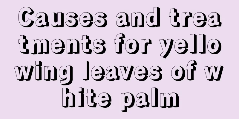 Causes and treatments for yellowing leaves of white palm