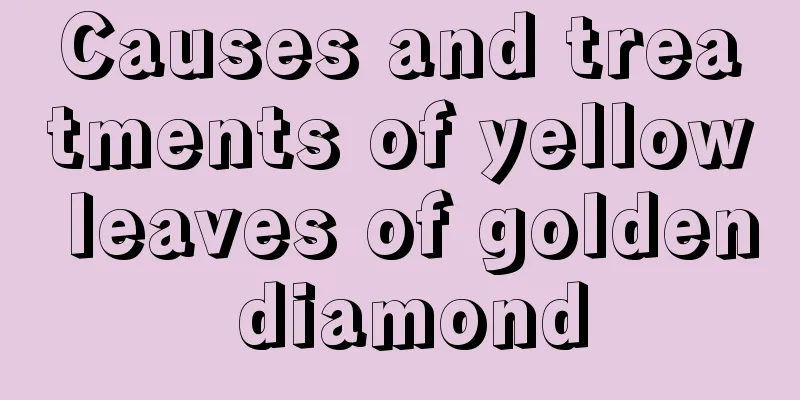 Causes and treatments of yellow leaves of golden diamond