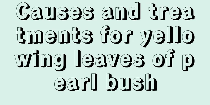 Causes and treatments for yellowing leaves of pearl bush