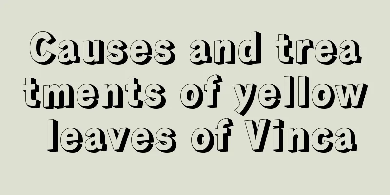 Causes and treatments of yellow leaves of Vinca