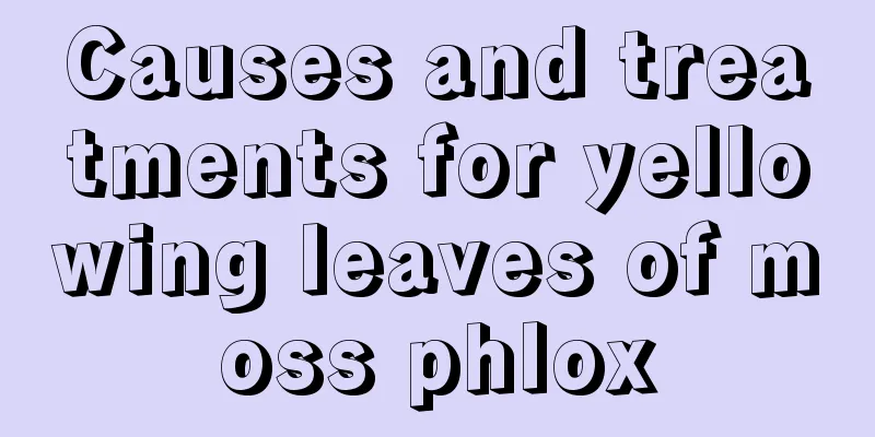 Causes and treatments for yellowing leaves of moss phlox