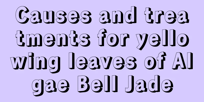 Causes and treatments for yellowing leaves of Algae Bell Jade