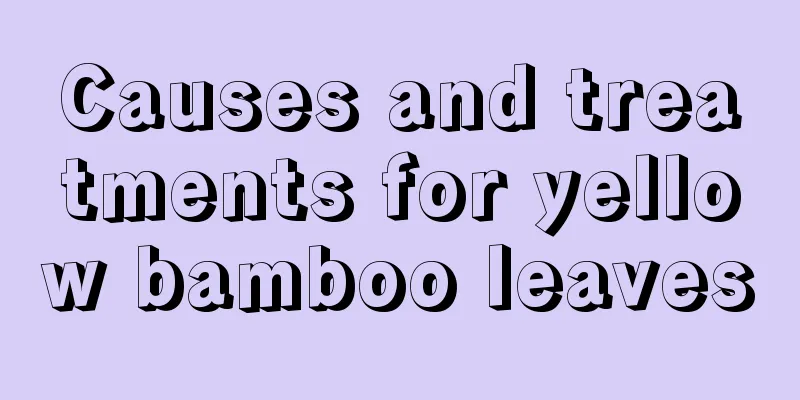 Causes and treatments for yellow bamboo leaves