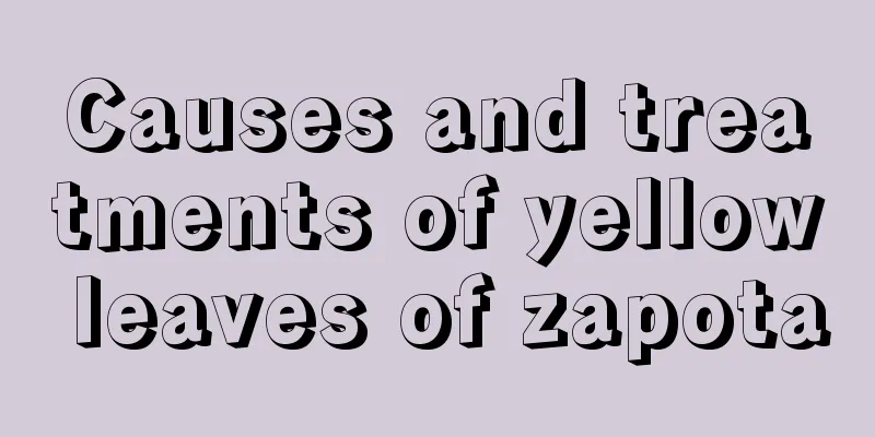 Causes and treatments of yellow leaves of zapota