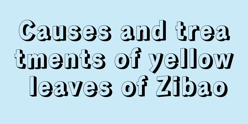 Causes and treatments of yellow leaves of Zibao