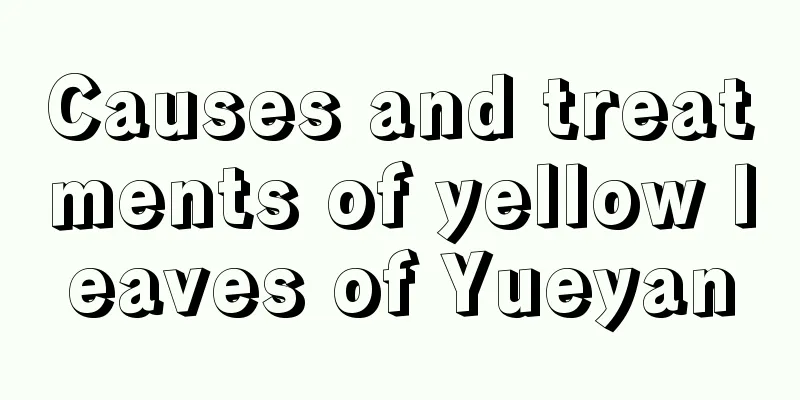 Causes and treatments of yellow leaves of Yueyan